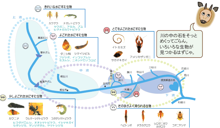 渡良瀬川にすむ底生生物