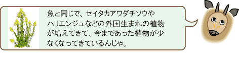 カモッシーの答え