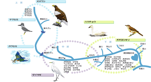 渡良瀬川にすむ鳥