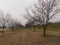 北浅羽桜堤