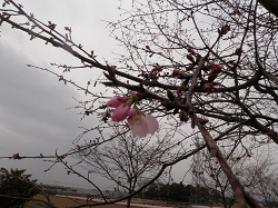 大寒桜