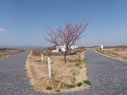 飯盛川樋門付近の桜