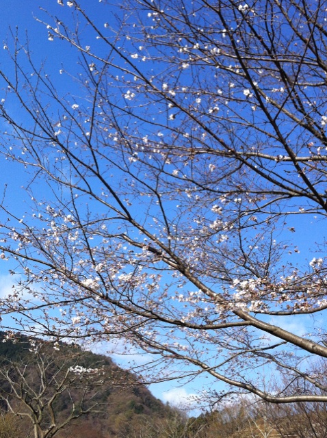 桜(3)