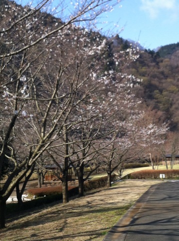 桜(1)