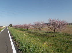 北浅羽桜堤