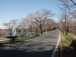 城ヶ谷桜堤