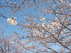 小ヶ谷桜堤