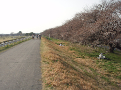 熊谷桜堤