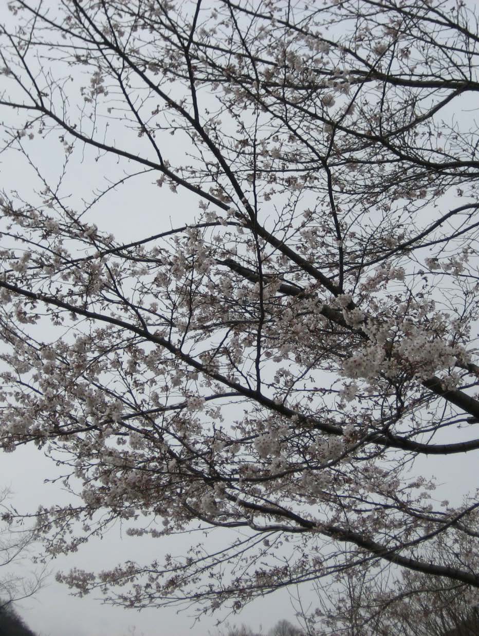 桜(3)