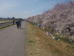 熊谷桜堤