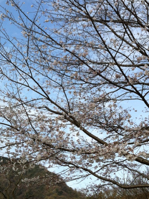 桜(3)
