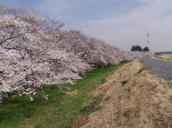 越辺川八幡橋上流