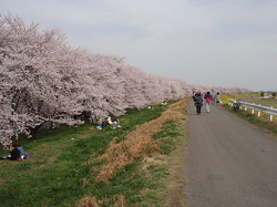 熊谷桜堤