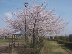 荒川パノラマ公園（鴻巣市）