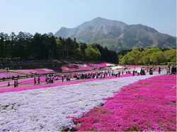 秩父のシンボル「武甲山」と「芝桜」