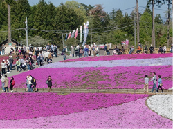 「鯉のぼり」が泳いでいました