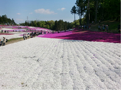 じゅうたんを敷き詰めたような「芝桜」