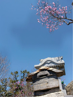 両神山山頂(標高１７２３ｍ）のお社とヤシオツツジ