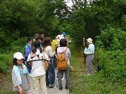 市民サポーターによる三ツ又沼ビオトープの紹介の様子