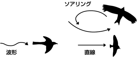 鳥の飛び方