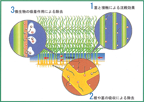 ヨシ原による浄化のメカニズム