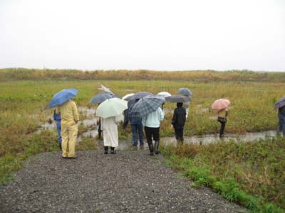 湿地再生試験地の様子