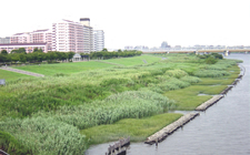 小松川地区自然地再生試験工事(施工後)