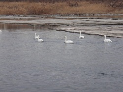 今年も白鳥がやってきました