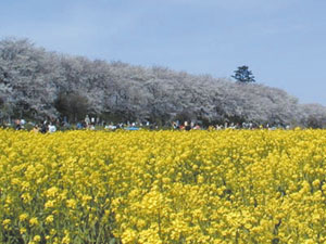 権現堂桜堤