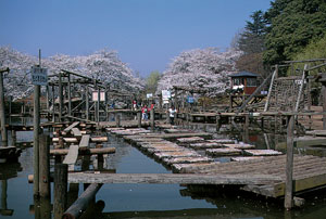 清水公園