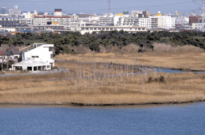 市川市野鳥の楽園／行徳野鳥観察舎