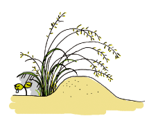 シナダレスズメガヤと河原植物のイラスト
