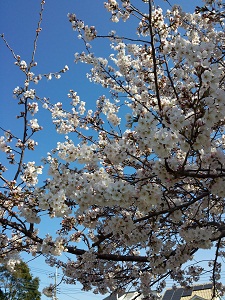 青空に映える桜がきれいです