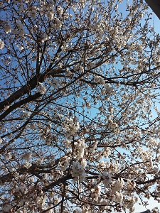 桜の下でお花見がしたくなりますね