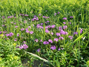 紫やピンク色のかわいらしい小さな花です