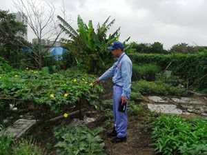 不法耕作（野菜の栽培）を確認している状況
