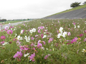 河川敷にコスモスがきれいに咲いている様子