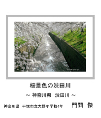 桜景色の渋田川　－神奈川県　渋田川－　神奈川県　平塚市立大野小学校4年　門間　傑