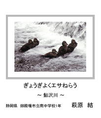 ぎょうぎよくエサねらう　－鮎沢川－　静岡県　御殿場市立南中学校1年　萩原　結