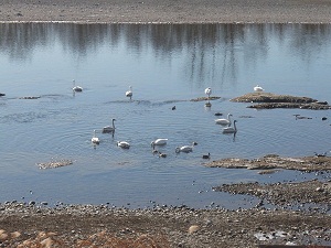 毎年たくさんの白鳥がやって来ます。