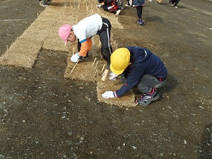 張った芝がずれないように目串（竹串）を刺して固定します。