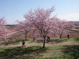 今週末が見頃になりそうです。