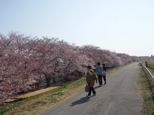 今週末までが見頃のようです。