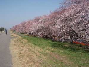 30日ではかなり開花が進みました。