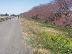 27日はまばらに咲いている状況でした。