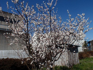 なぜか一本だけ桜の木があります。