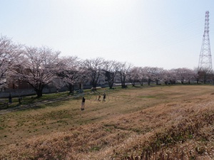 (3)都幾川の新東松山橋下流の堤防裏のソメイヨシノです。こちらもほぼ満開です。