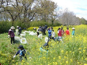 外来植物セイヨウアブラナ（黄色の花）を駆除しています