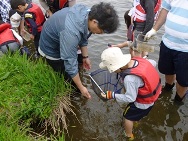 水辺の楽校　ガサガサ魚取り