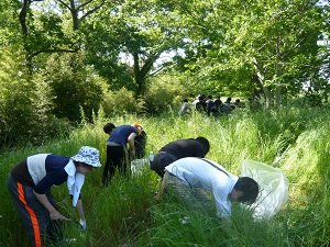 外来植物セイヨウアブラナを駆除して、草丈の低い在来植物に日光が当たるようにしました。